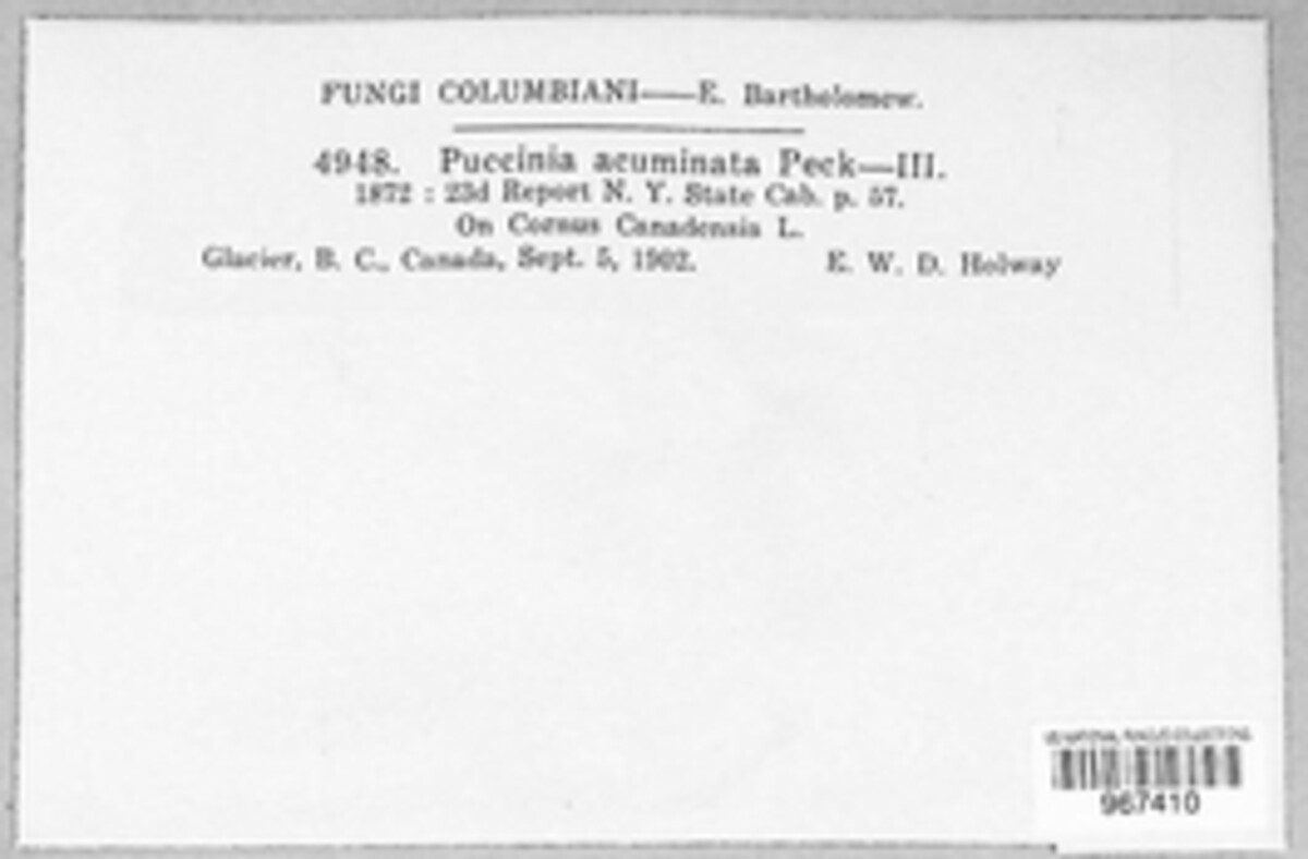 Puccinia acuminata image
